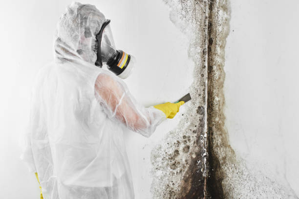 Best Professional Mold Removal  in Santa Moni, CA