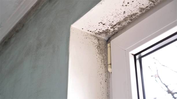 Best Mold Damage Repair  in Santa Moni, CA