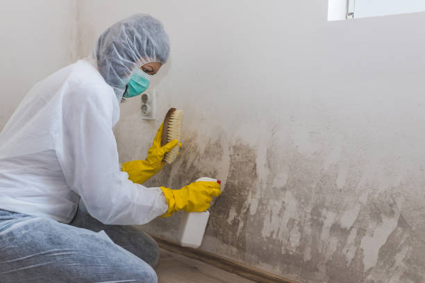 Best Best Mold Removal Companies  in Santa Moni, CA