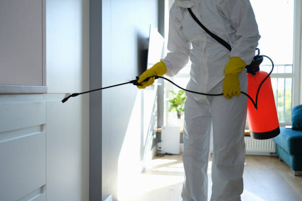 Best Attic Mold Removal  in Santa Moni, CA