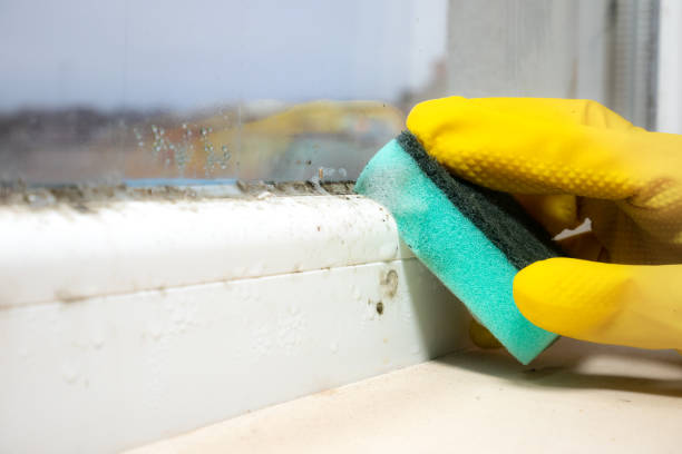 Best Mold Removal and Inspection  in Santa Moni, CA