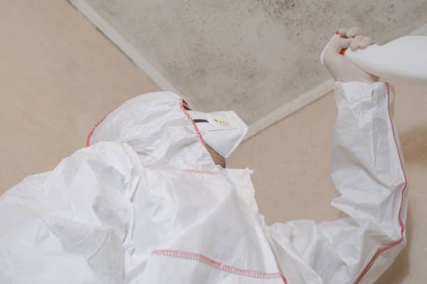 Best Fast Mold Removal  in Santa Moni, CA