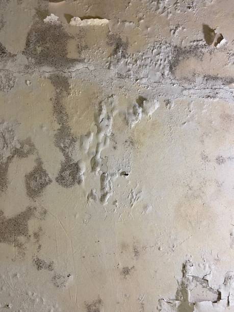 Best Toxic Mold Removal  in Santa Moni, CA
