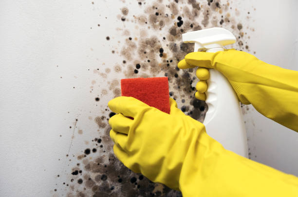 Best Black Mold Removal  in Santa Moni, CA