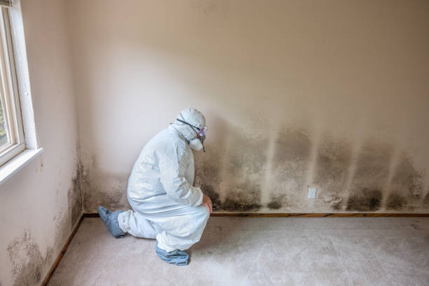 Best Mold Cleaning Services  in Santa Moni, CA