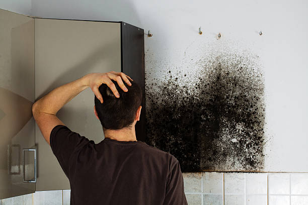Best Office Mold Removal Services  in Santa Moni, CA