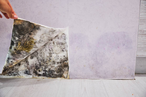 Best Toxic Mold Removal  in Santa Moni, CA